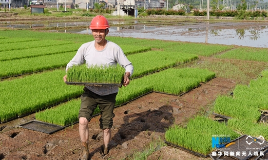 【“飞阅”中国】台州仙居：芒种过后种稻忙