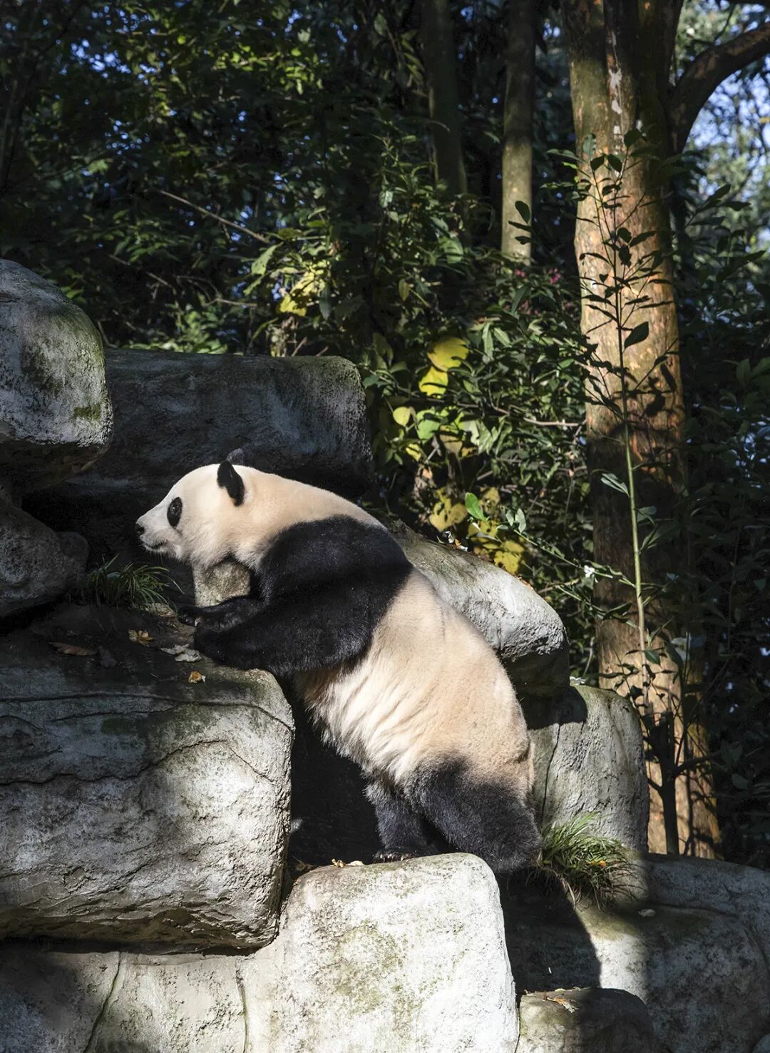 探访中国大熊猫保护研究中心雅安基地
