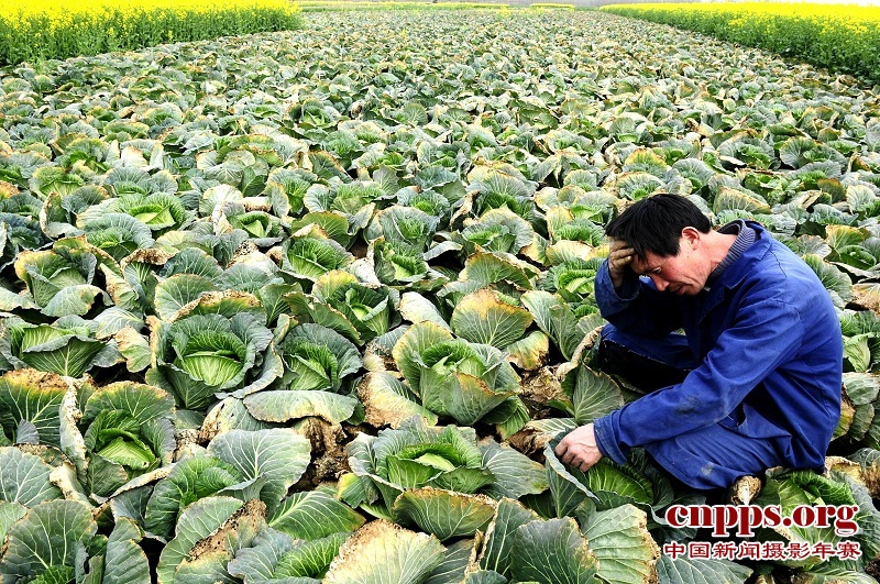 菜农的一声叹息