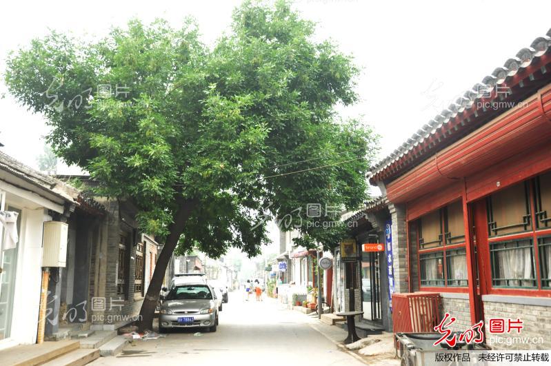 文艺范小清新的北京胡同