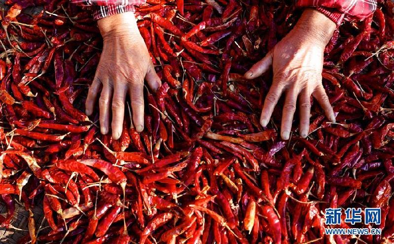 （图片故事）（2）“晒秋大妈”的幸福生活